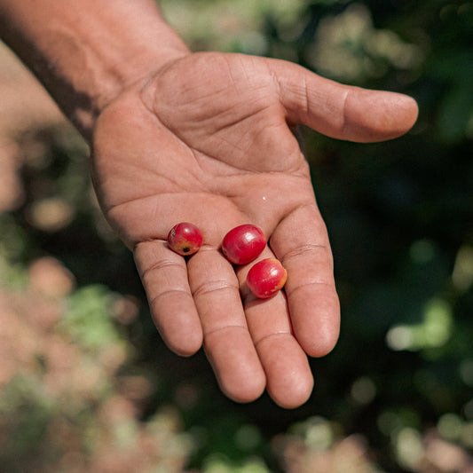 ¿Cómo se determina la calidad del café?