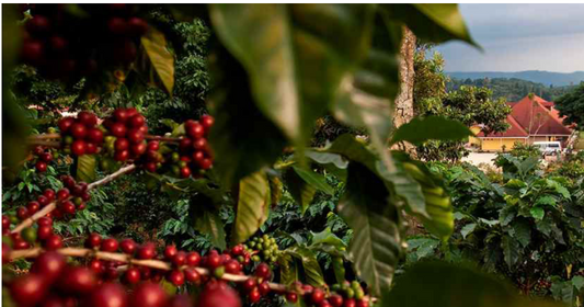 Viaje por las fincas