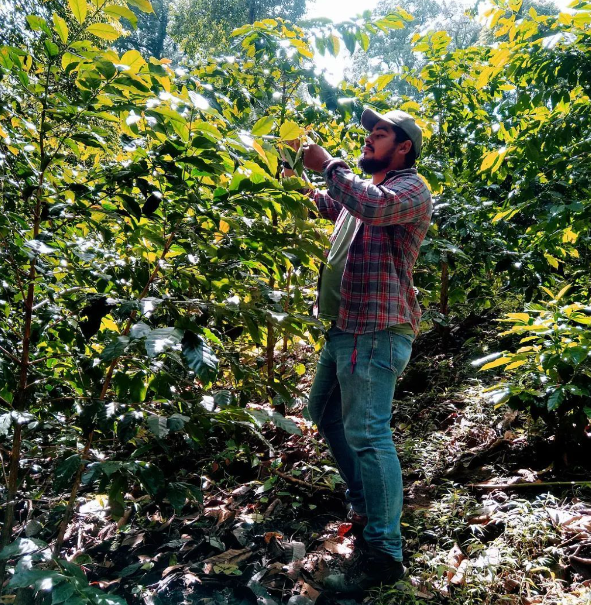 Finca Santa Cruz, Café de Especialidad