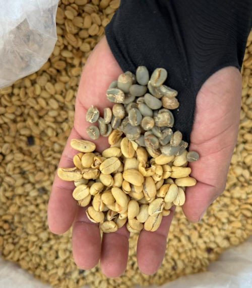Finca Papaxtla, Café de especialidad