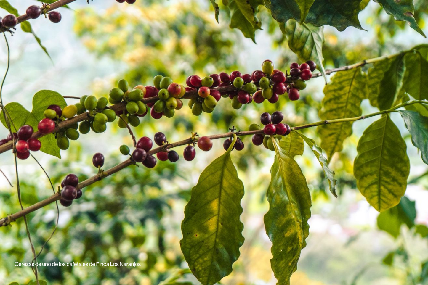 Los Naranjos OG, Café de especialidad
