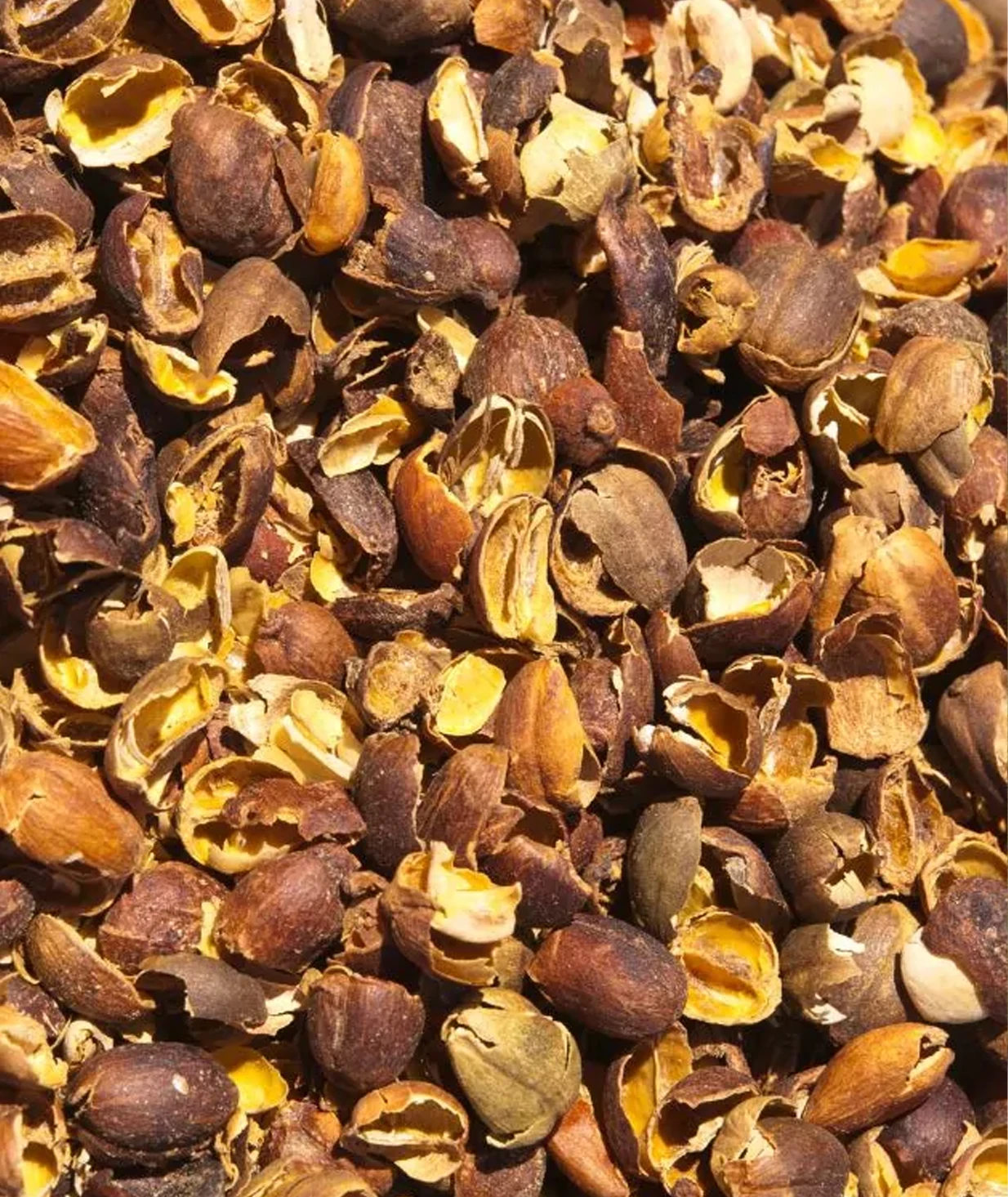 Tisana de Cascara