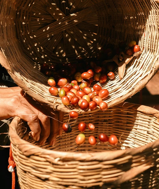 Finca Corahe, Café de Especialidad
