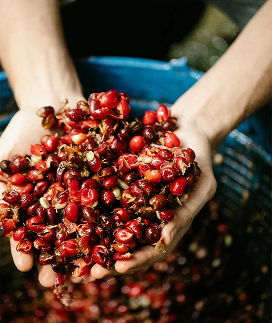 Veracruz Blend, Café Gourmet