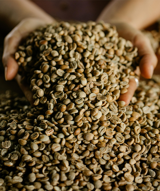 Chiapas Blend, Café Gourmet