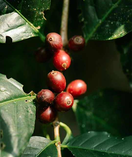 Tisana de Cascara