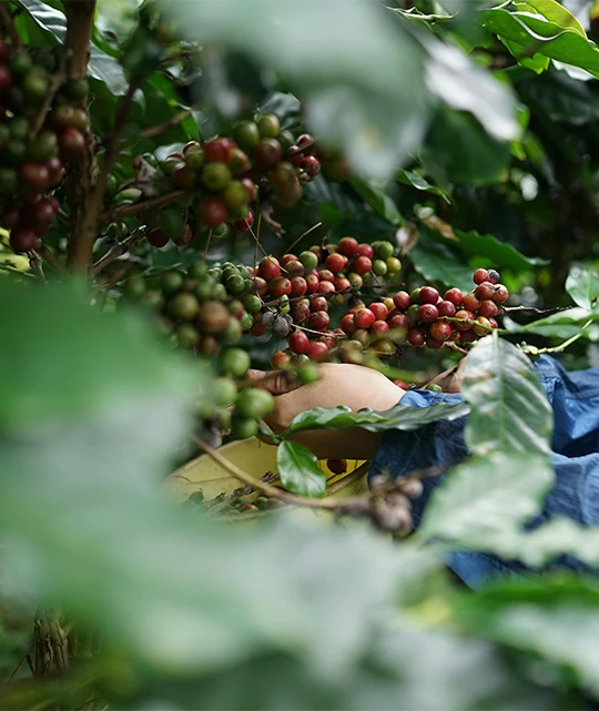Finca Los Naranjos Café de especialidad