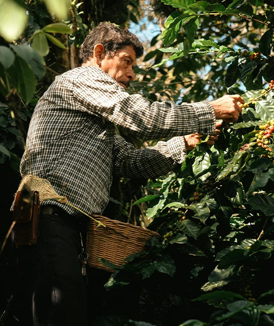 Finca Corahe, Café de Especialidad