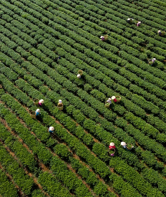 Finca Cagstin, Café de Especialidad
