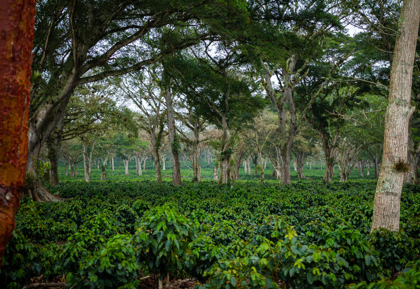 Descafeinado Blend
