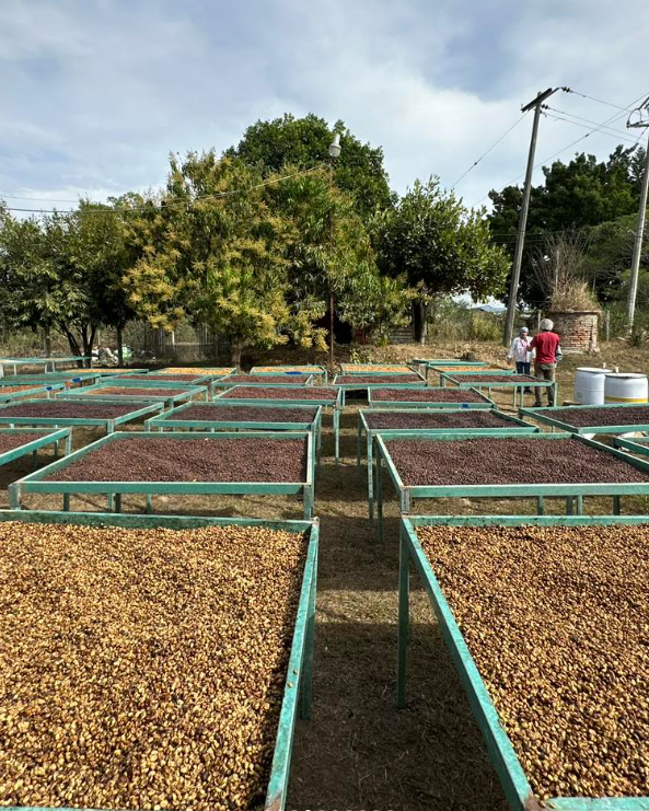 Nayarit Experimental 1, Café de Especialidad