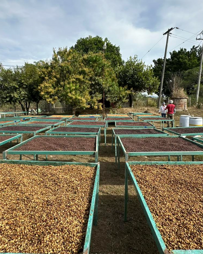 Nayarit Experimental 1, Café de Especialidad