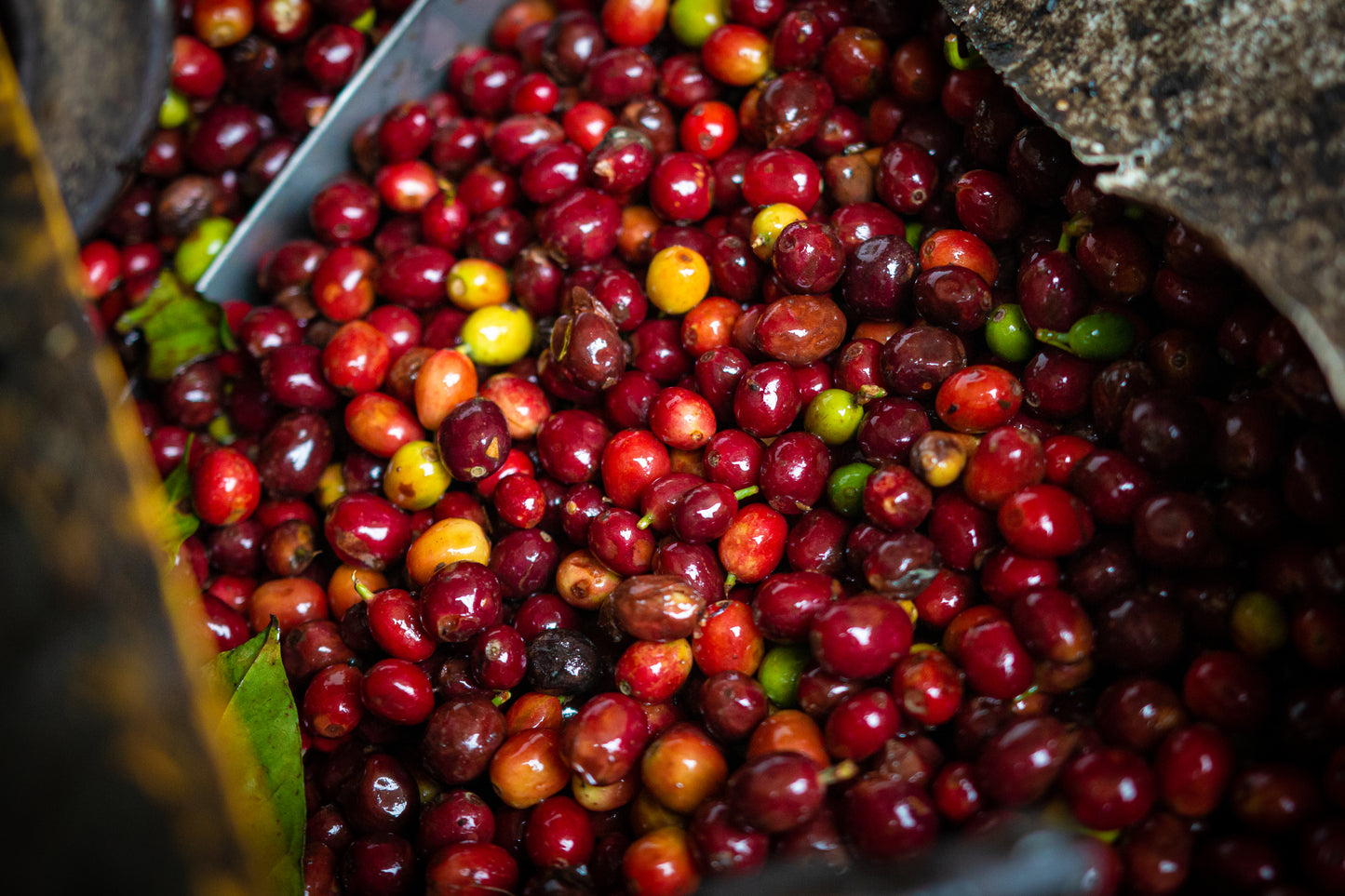 Finca Peña Alta, Café de Especialidad