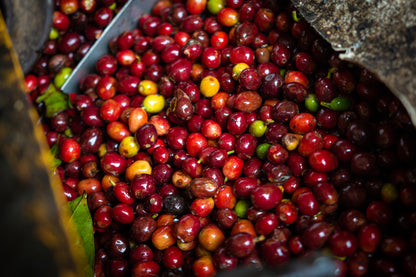 Finca Peña Alta, Café de Especialidad