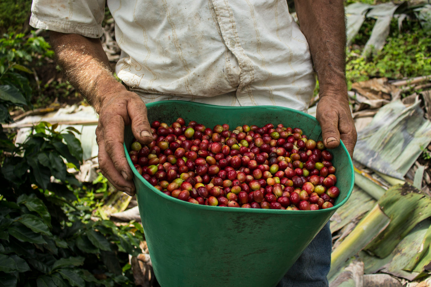 Finca Papaxtla, Café de especialidad