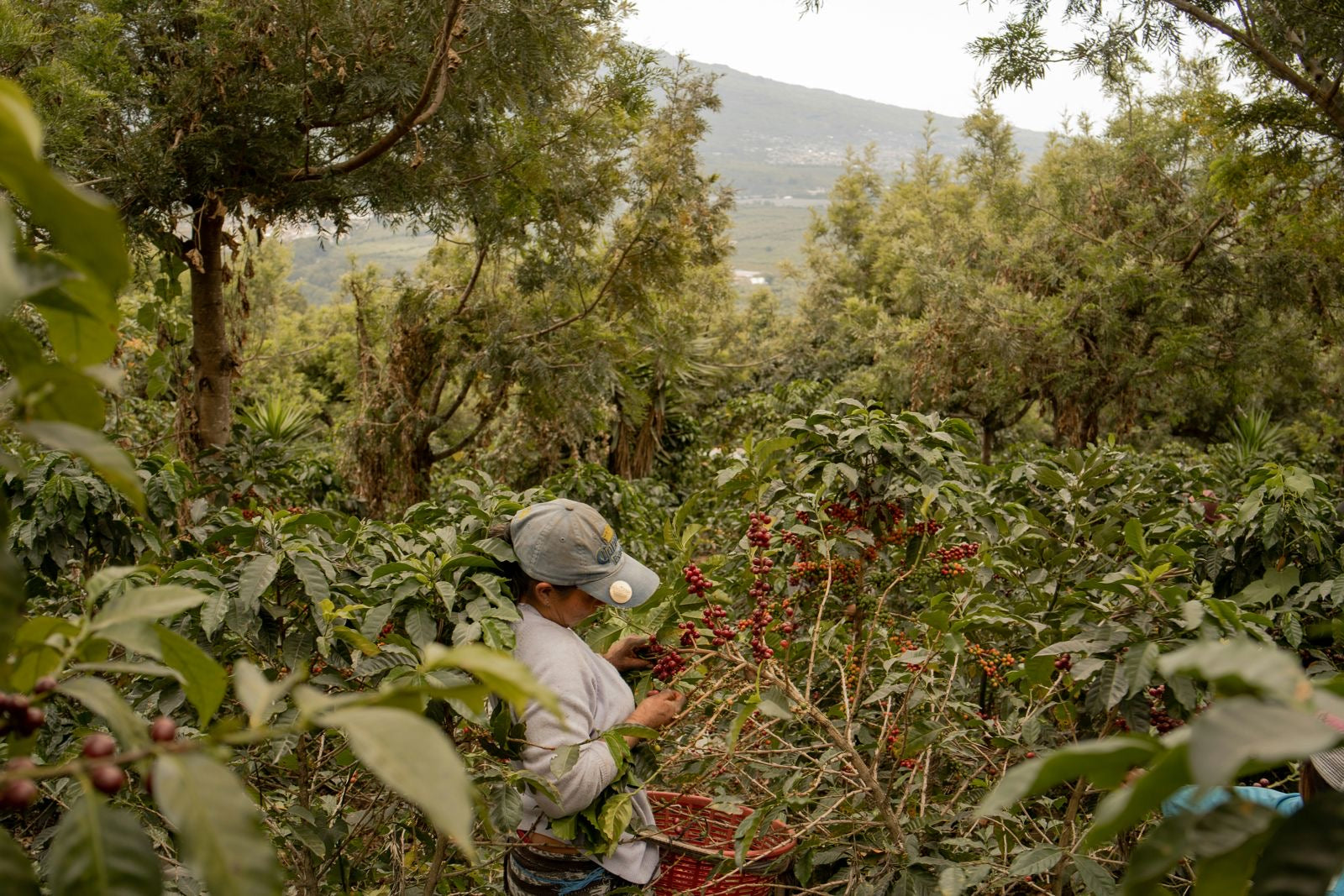Cosecha de café en Finca Xochi, Sierra Norte de Puebla